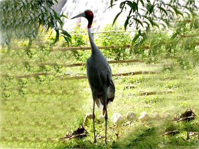 Chùa Việt trên đất Nepal