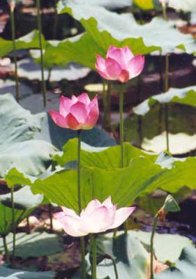 http://www.thienlybuutoa.org/images/lotus-pond.jpg