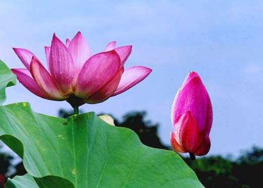 http://www.khoahoc.com.vn/photos/Image/Thu%20vien%20anh/082006/LotusFlower/Lotus_Sen1.jpg