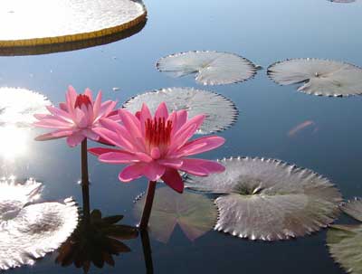 http://images.vietnamnet.vn/dataimages/200809/original/images1623079_WaterLilyPad.jpg