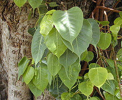 http://www.trungtamnuochoa.com/news/admin/images/wiki/240px-Ficus_religiosa_Bo.jpg