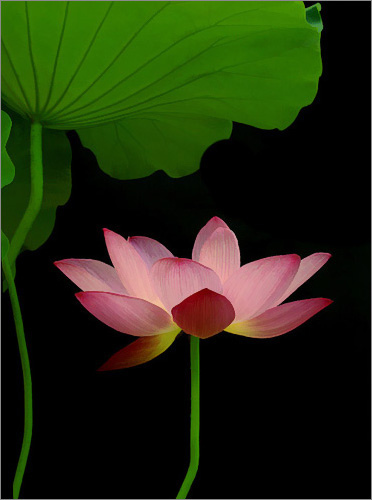 lotus flower - Hoa Sen by khoaphongdien.