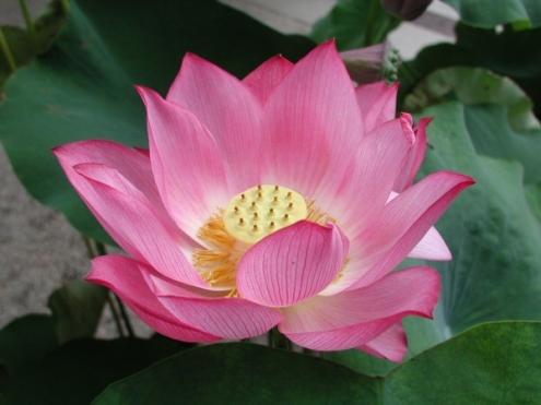 Lotus Flower